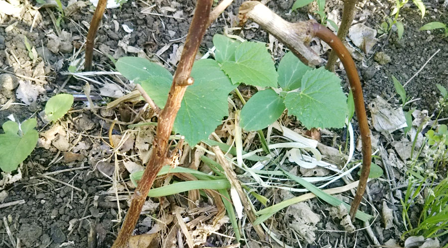 夏節成胡瓜