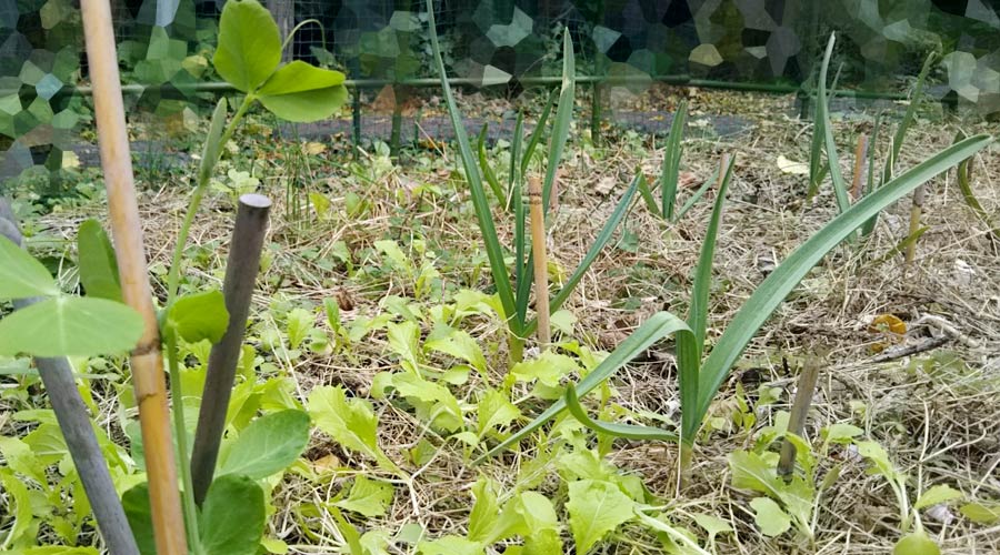 ニンニク 植え付け