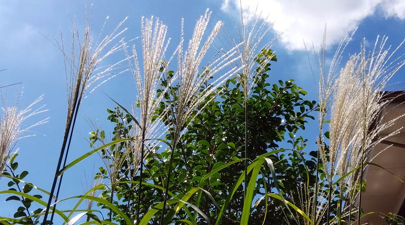 自然農家庭菜園 ススキ（茅）