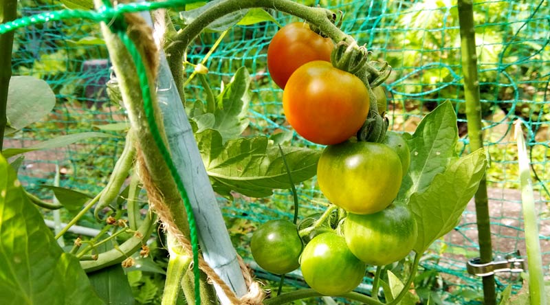 自然農 ステラミニトマト