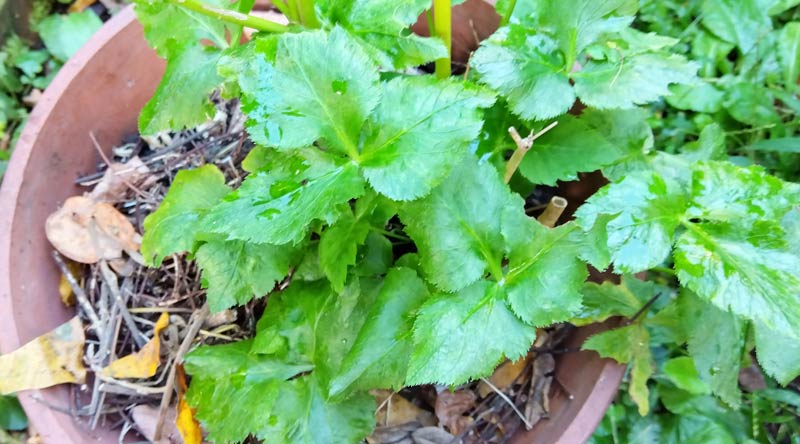 自然農家庭菜園 植木鉢で菌ちゃん農法実験中