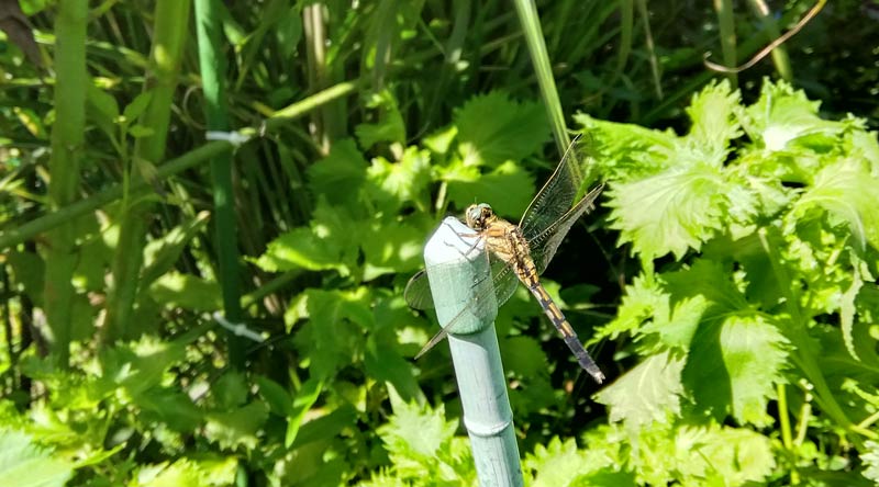 自然農家庭菜園 トンボ　残暑がおさまりますように。