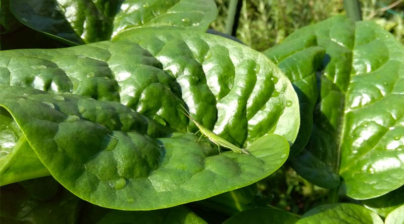 自然農家庭菜園 ツルムラサキ 驚異的な成長