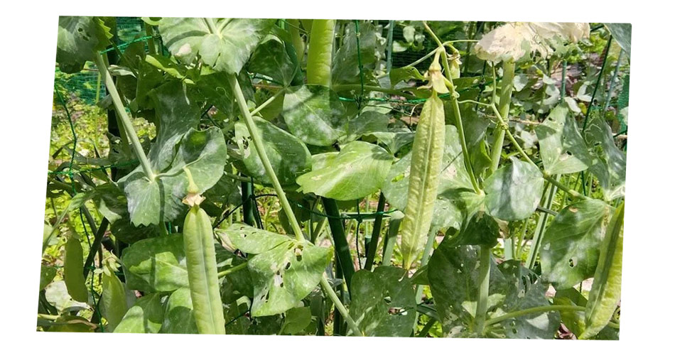 自然農 家庭菜園　エンドウ豆収穫