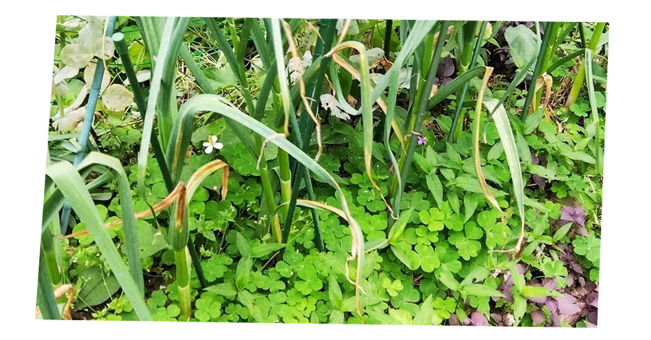 自然農 家庭菜園　ニンニク収穫間近