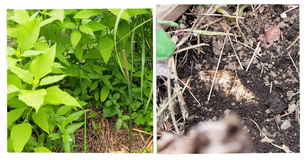 自然農 家庭菜園 ショウガ・自生の菊芋