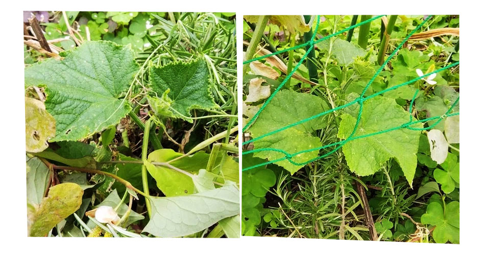 自然農 家庭菜園 キュウリ定植