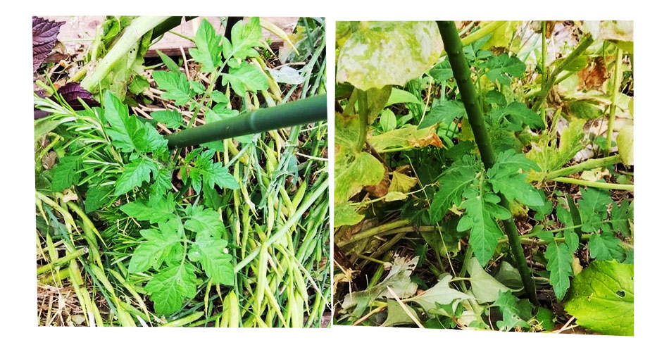 自然農 家庭菜園 トマト定植