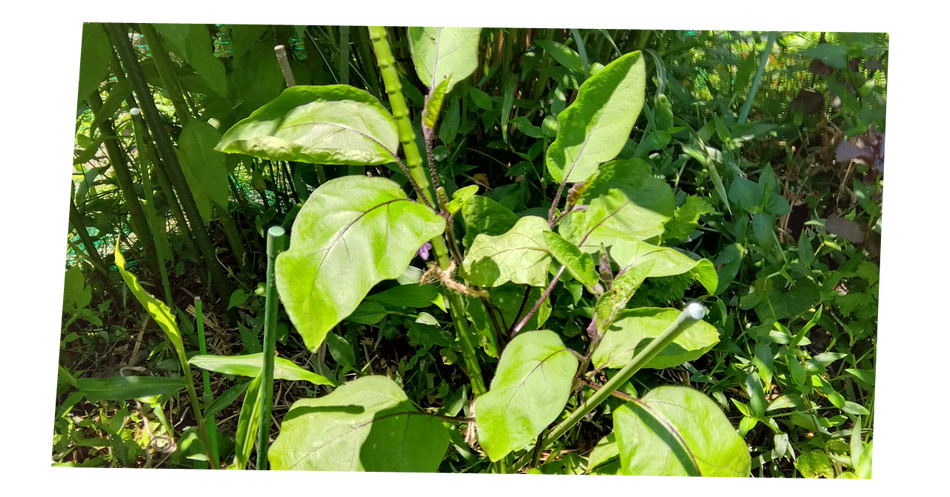 自然農 家庭菜園 ナス苗