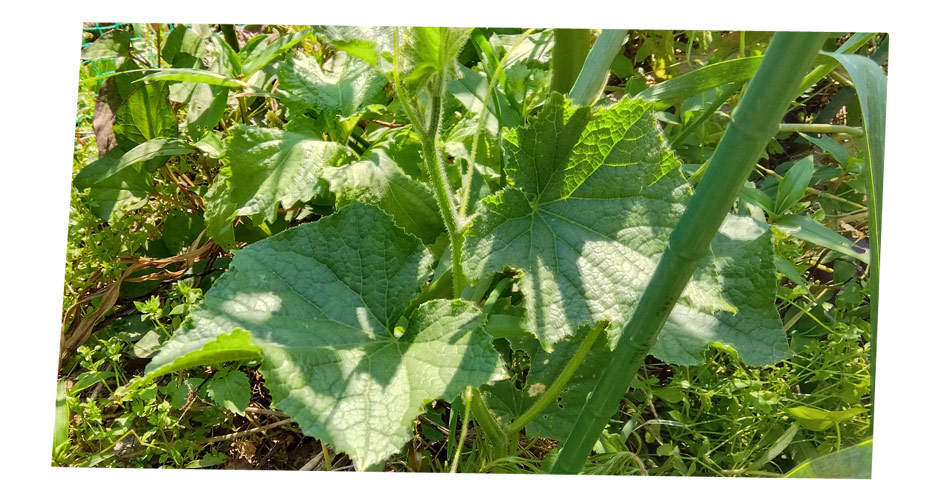 自然農 家庭菜園 きゅうり苗