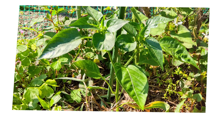 自然農 家庭菜園 ピーマン