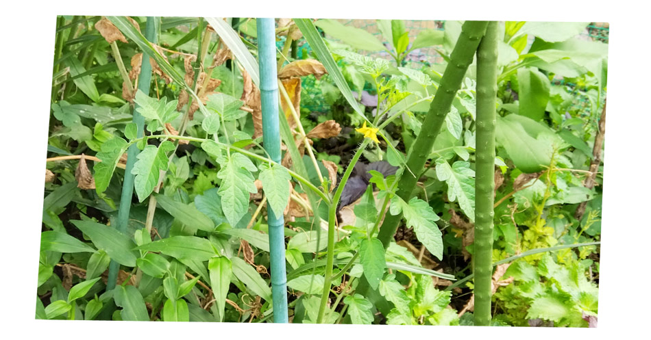 自然農 家庭菜園 ステラミニ 開花