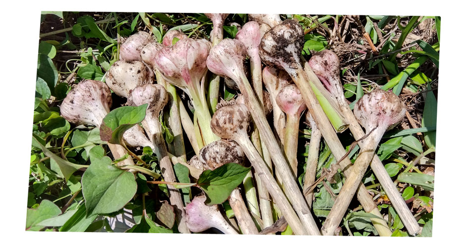 自然農 家庭菜園 ニンニク収穫