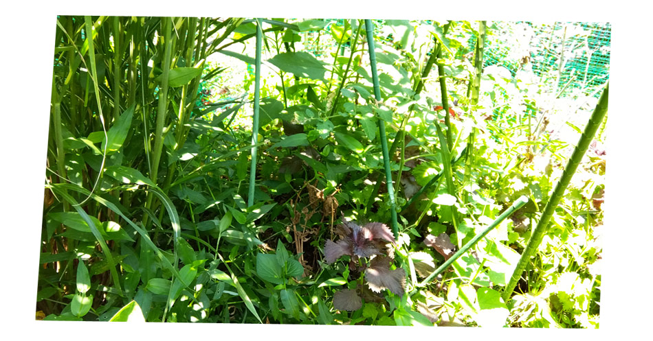 自然農 家庭菜園 すすきの木陰