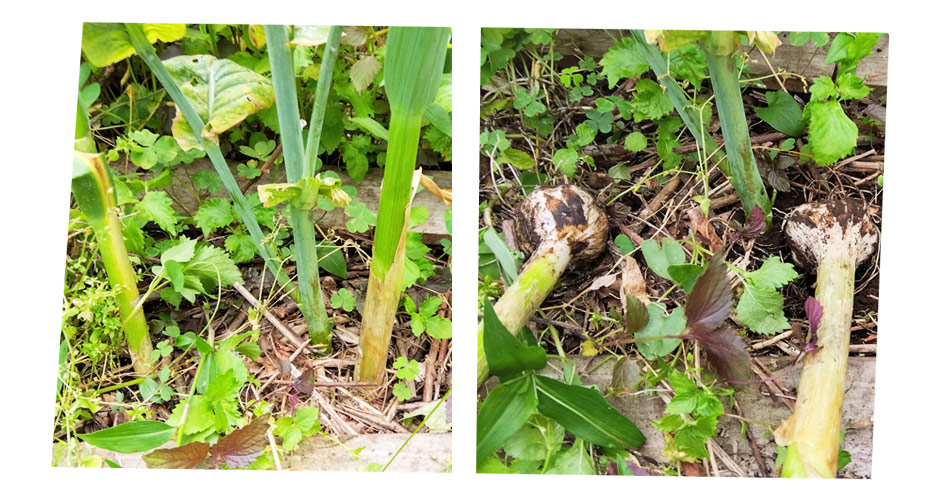 自然農 家庭菜園 ニンニク収穫