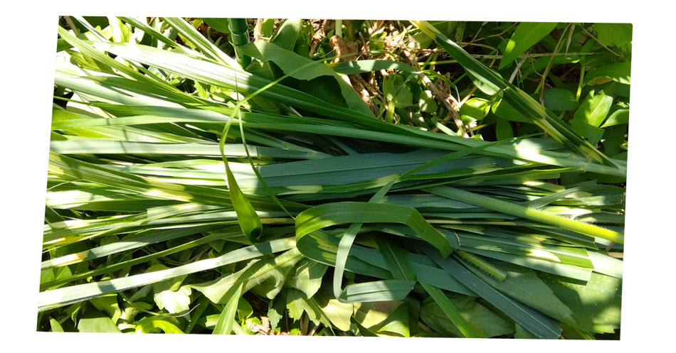 自然農 家庭菜園 きゅうり苗