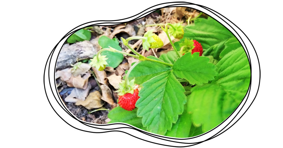 自然農 家庭菜園 ワイルドストロベリー