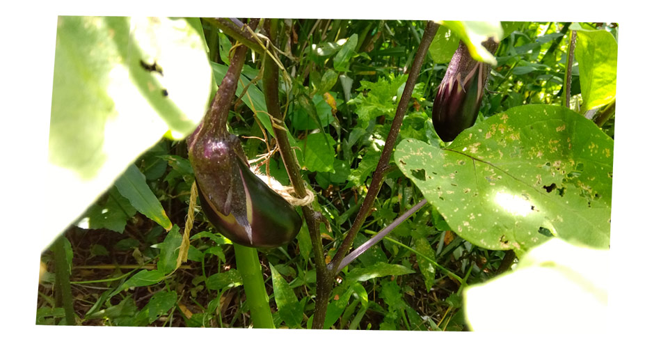 自然農 家庭菜園 半日蔭のナス