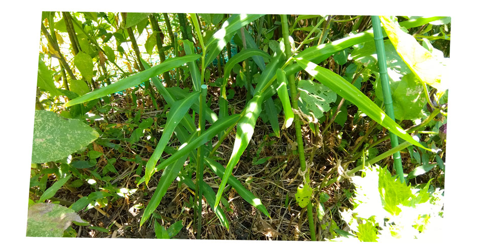 自然農 家庭菜園 半日蔭のショウガ