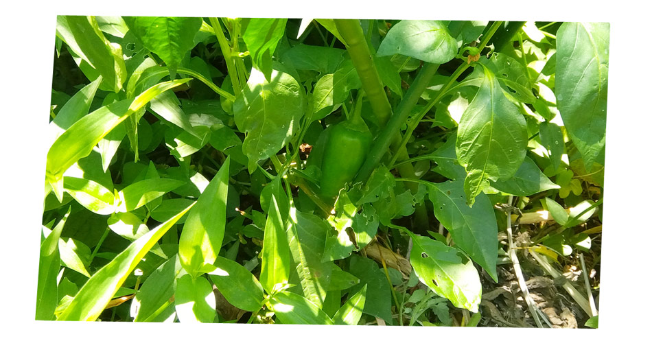 自然農 家庭菜園 半日蔭のナス