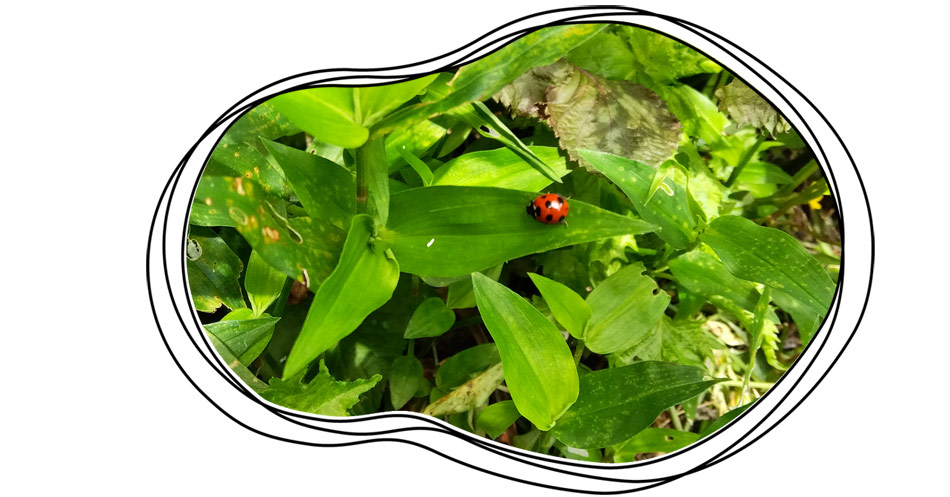 自然農 家庭菜園 カナヘビ 卵