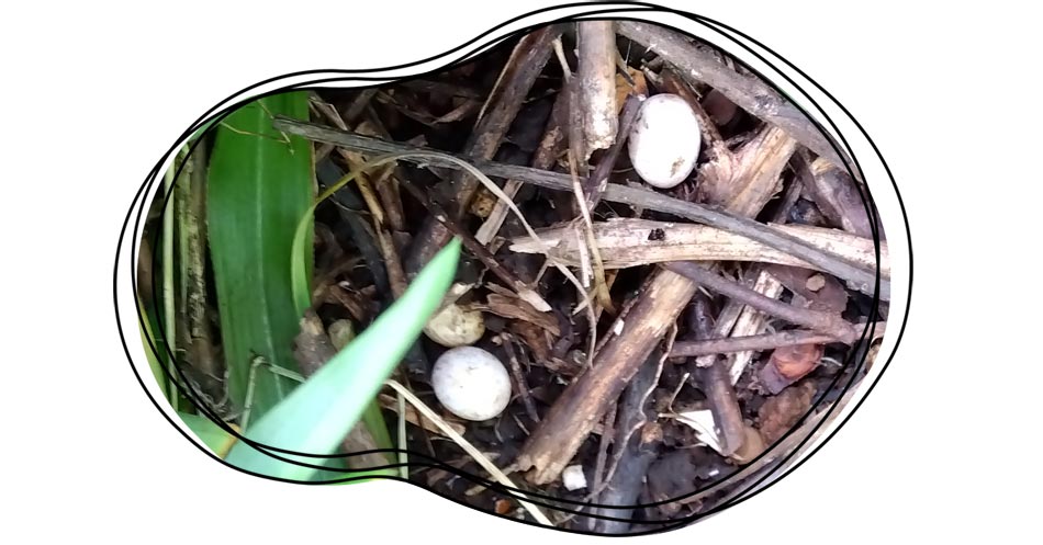 自然農 家庭菜園 カナヘビ 卵