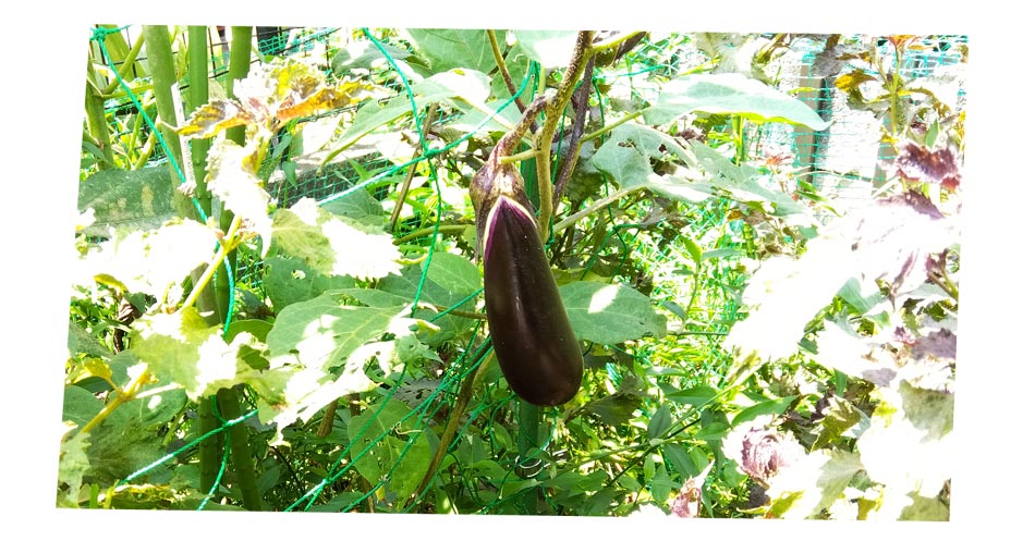 自然農 家庭菜園 ナス