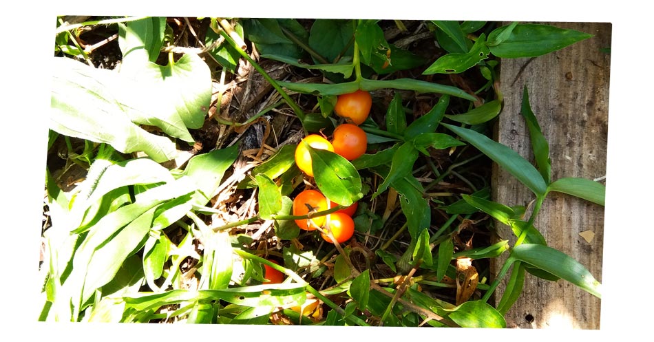 自然農 家庭菜園 トマト