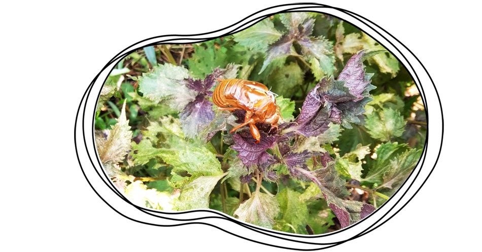 自然農 家庭菜園 セミ