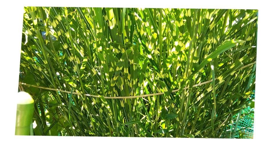 自然農 茅農法 ススキ