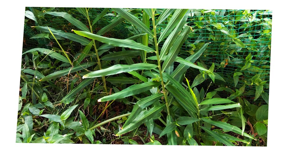 自然農 ショウガ