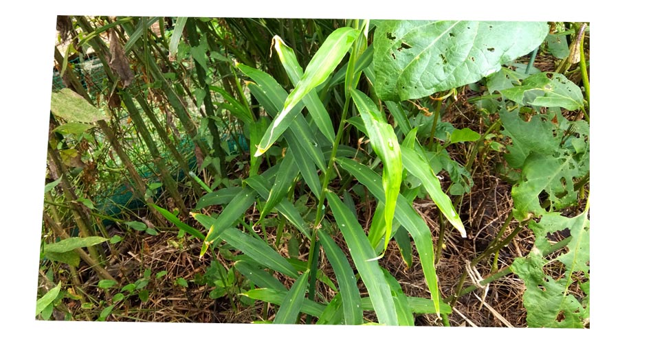 自然農 ショウガ