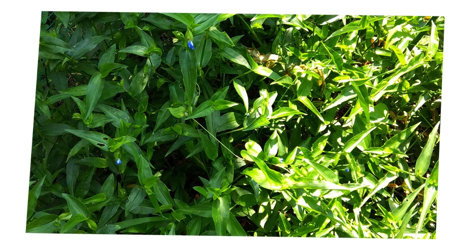 自然農 家庭菜園 ツユクサ