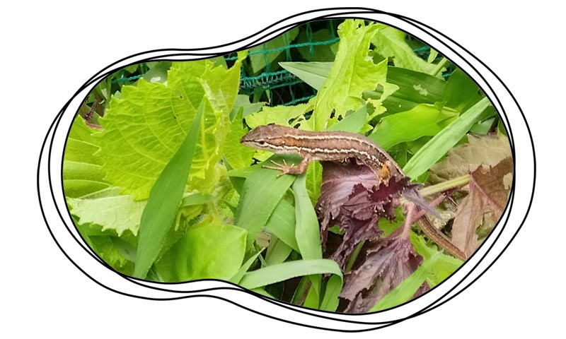 自然農 家庭菜園