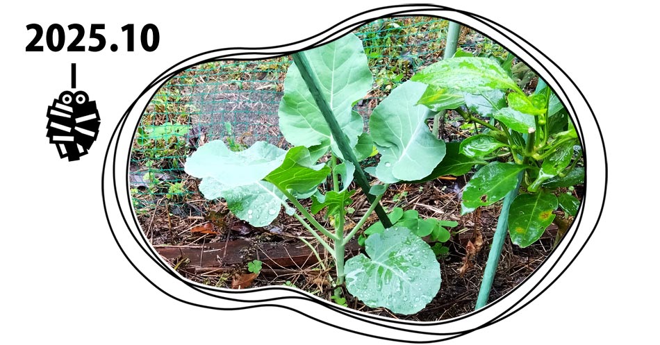 自然農 家庭菜園 10月