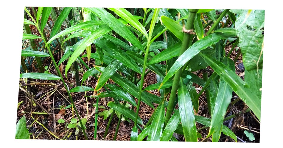 自然農 ショウガ