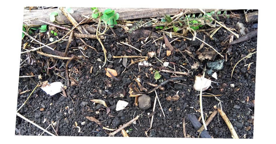 自然農 家庭菜園 ニンニク種植え付け