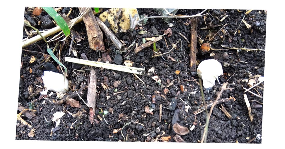 自然農 家庭菜園 ニンニク種植え付け