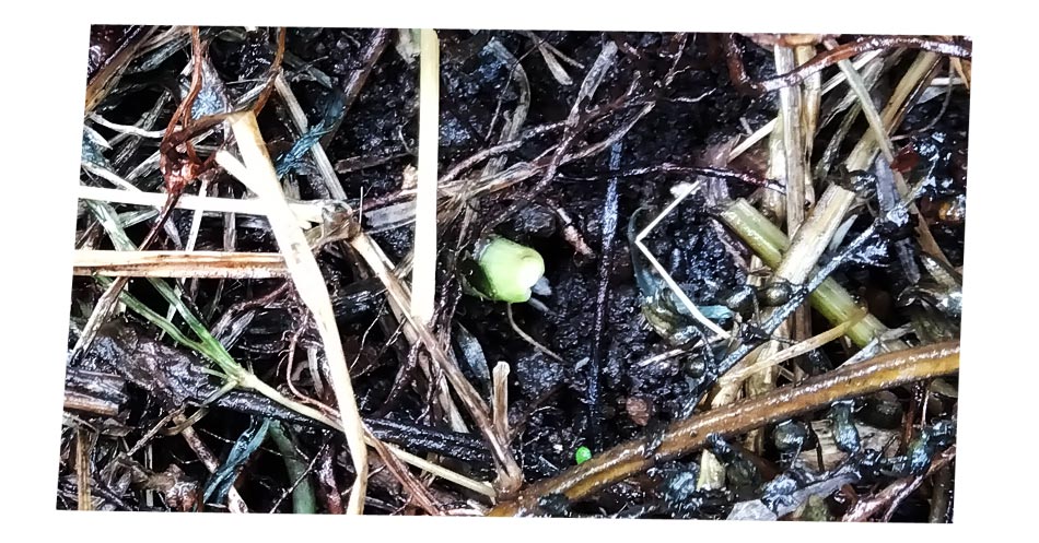 自然農 家庭菜園 ニンニク種発芽