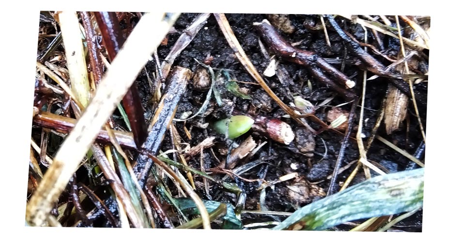 自然農 家庭菜園 ニンニク種発芽