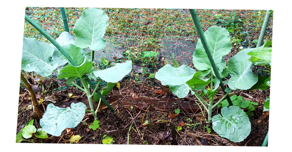 自然農 家庭菜園 ブロッコリー苗