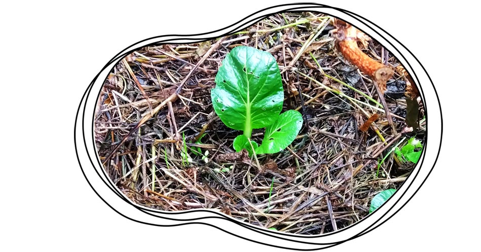 自然農 家庭菜園