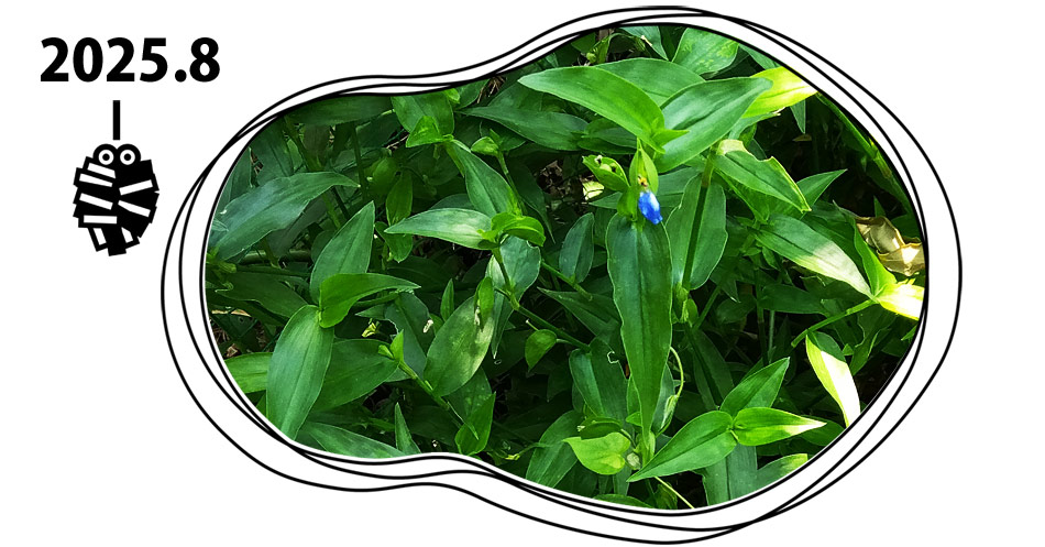 自然農 家庭菜園 8月