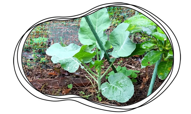 自然農 家庭菜園