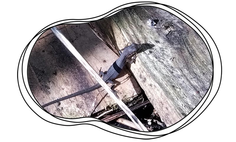 自然農 家庭菜園