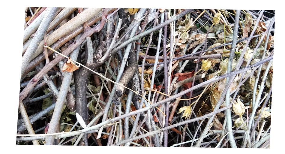 自然農 家庭菜園 草マルチ