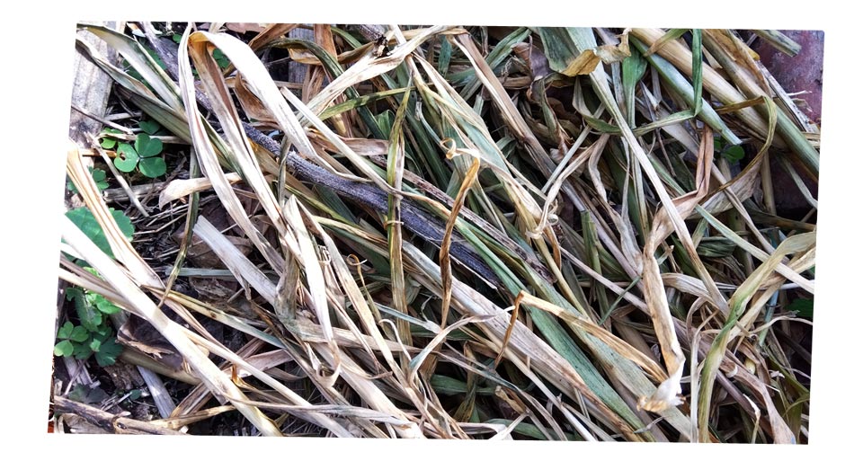 自然農 家庭菜園 草マルチ