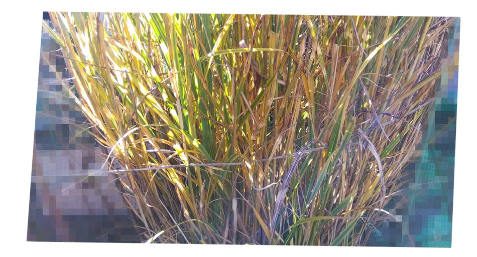 自然農 家庭菜園 草マルチ