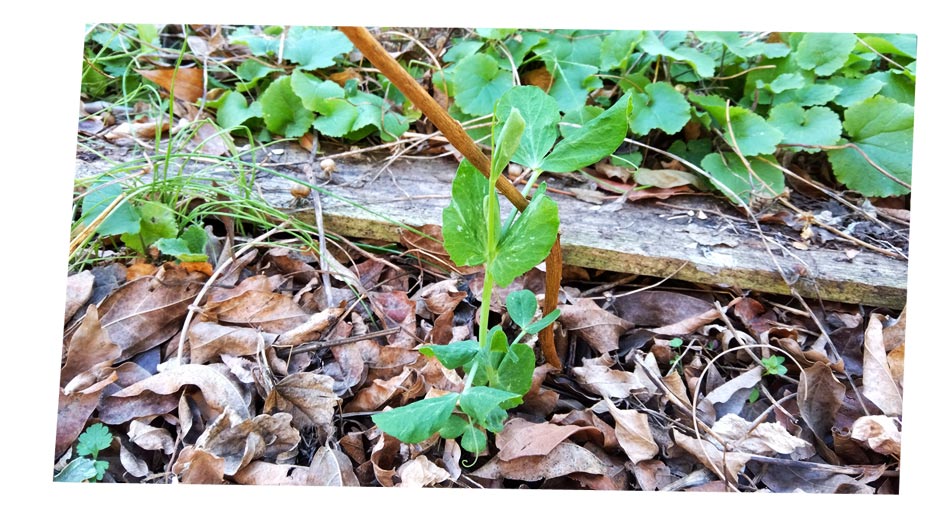 自然農 家庭菜園 エンドウ豆