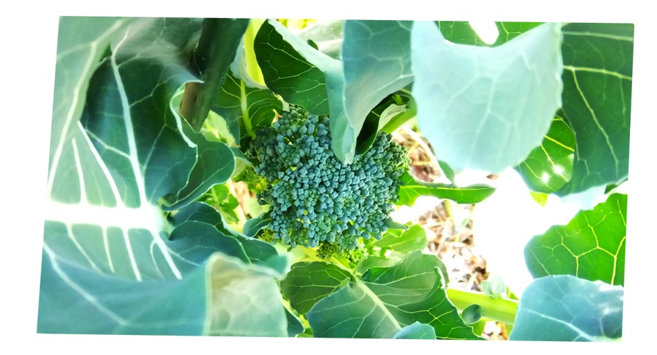 自然農 家庭菜園 ブロッコリー苗